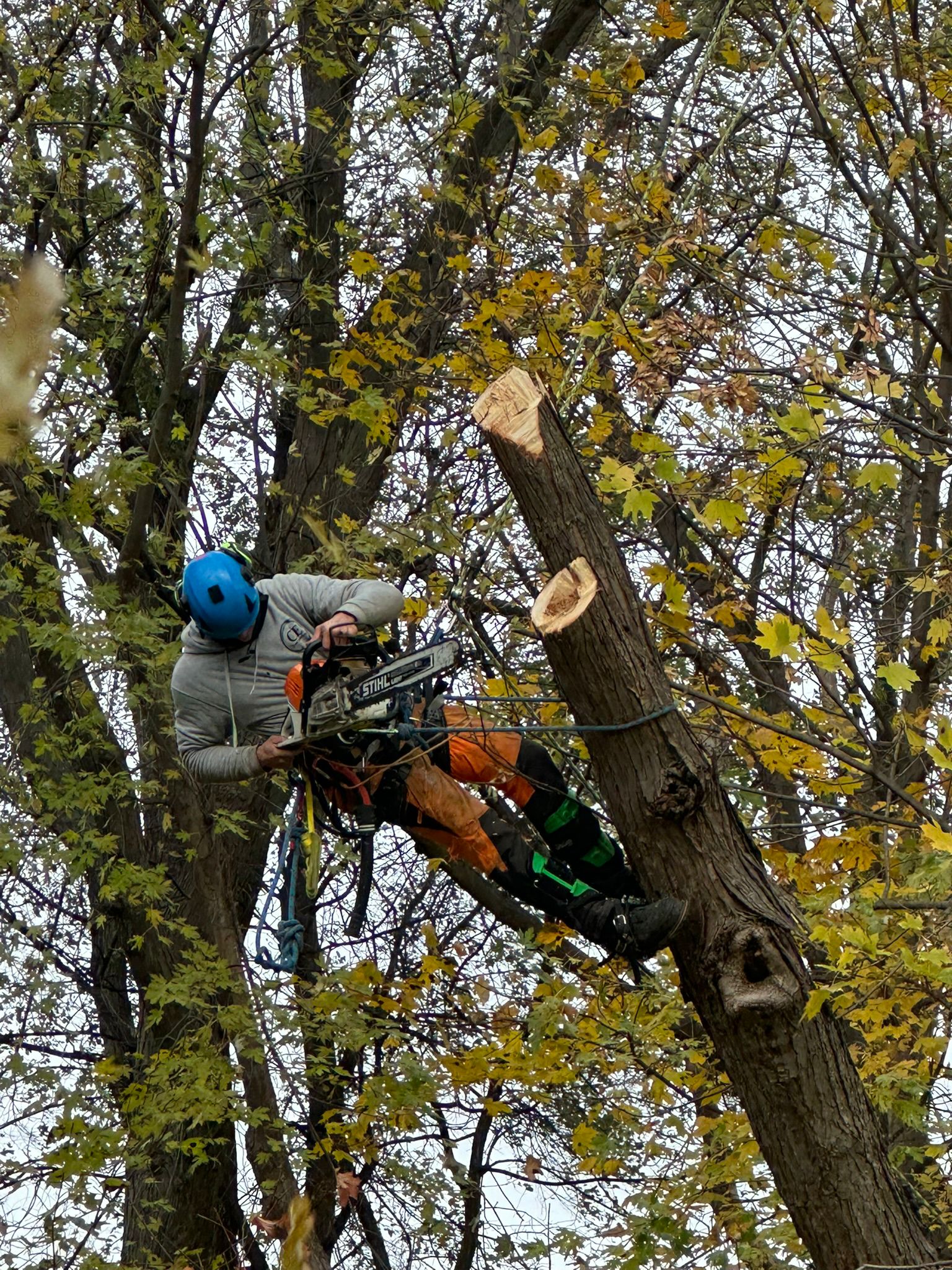 Arborist using chainsaw in fall foliage