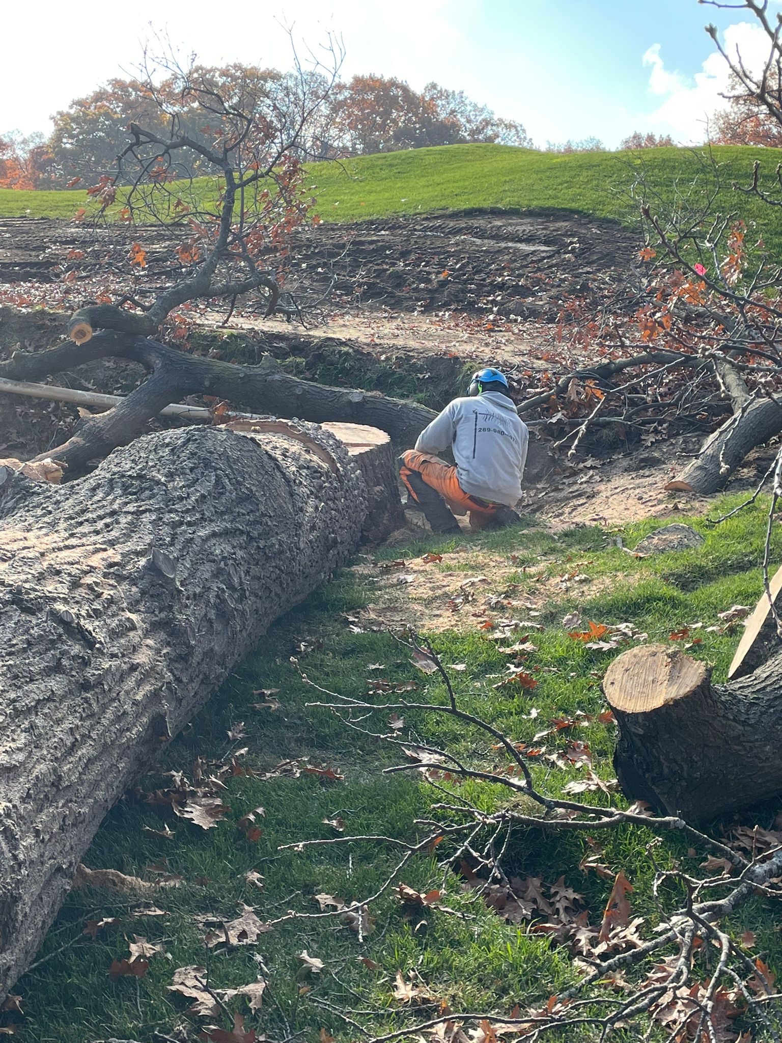Worker using chainsaw on large fallen log