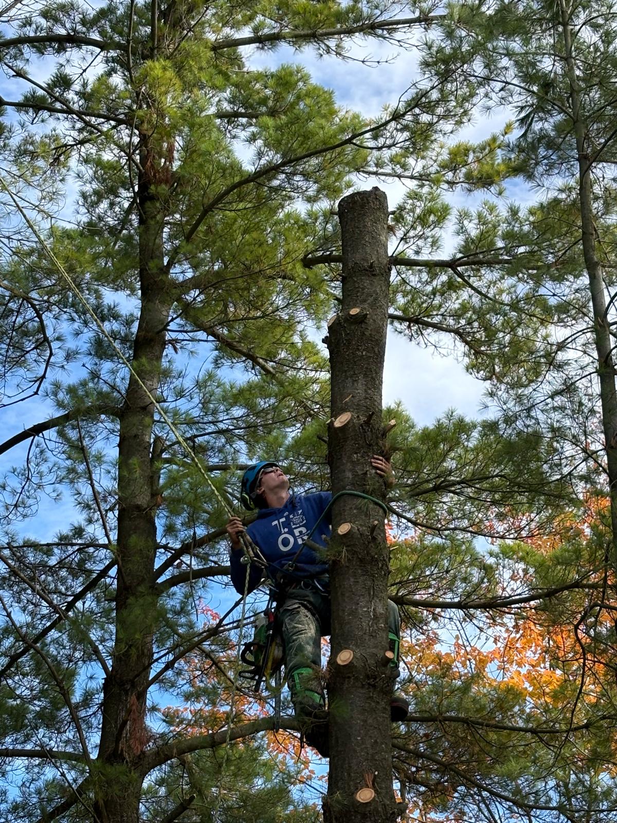 Arborist climbing and cutting tall pine tree
