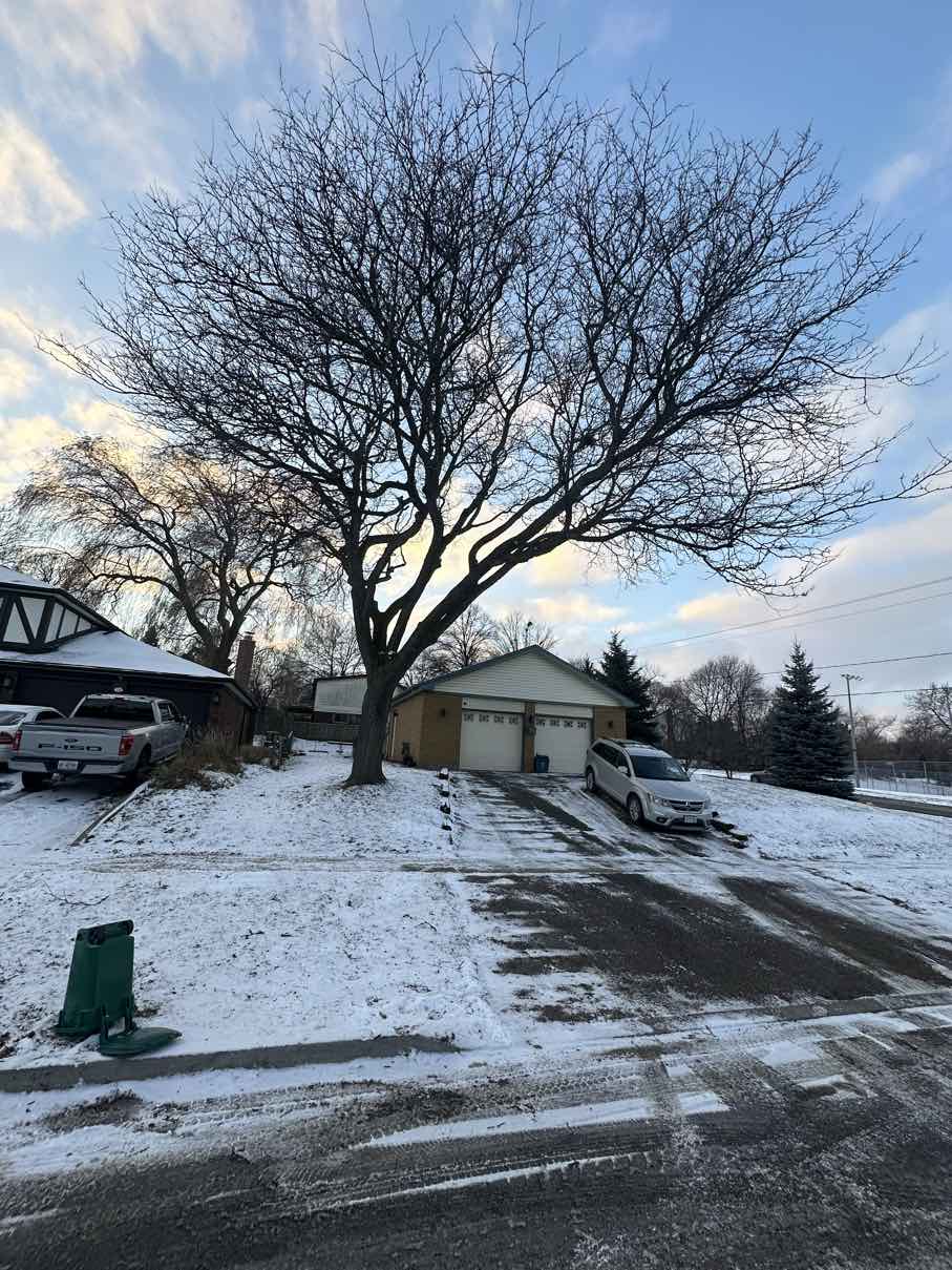 Tree Trimming & Pruning