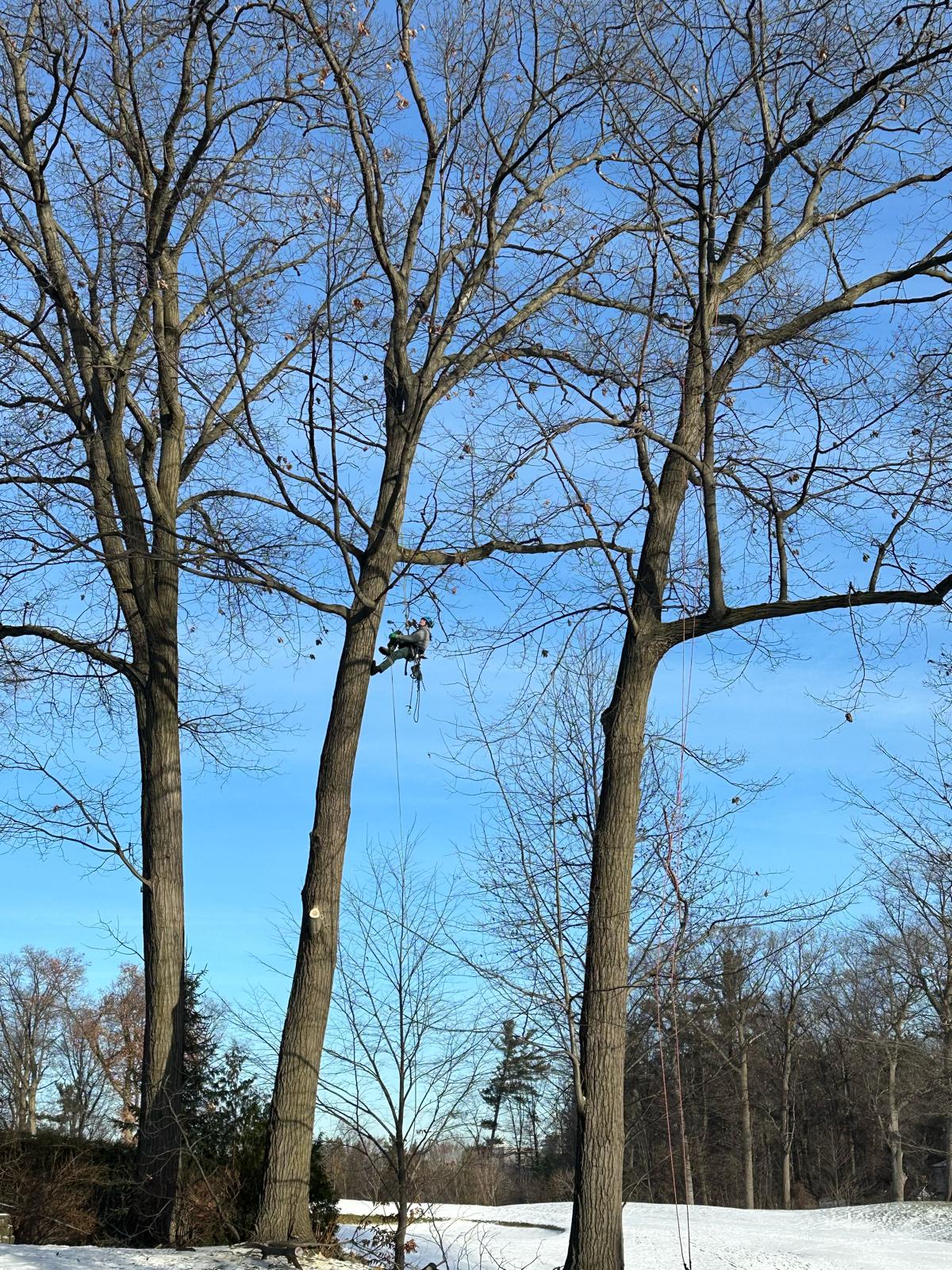 Tree work in winter with tall bare trees